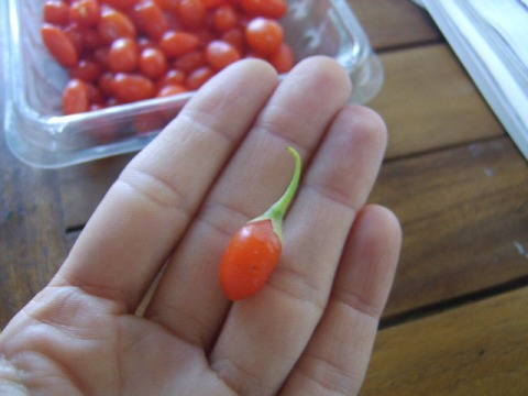 Cute lil' goji berry stem...aww...